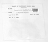 Image Associated With the Occurence